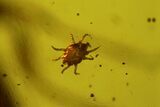Detailed Fossil Flies (Sciaridae) & Mites (Acari) in Baltic Amber #145429-3